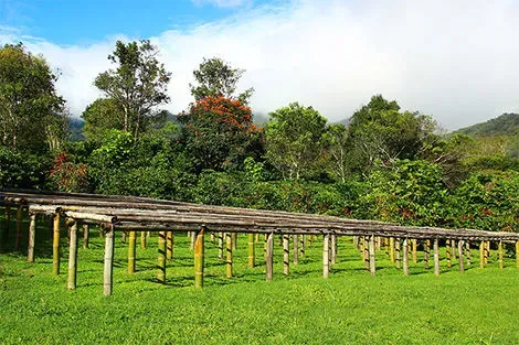 Cafe - A coffee farm in Boquete