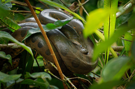 Amazonie