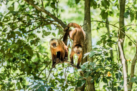Île aux Singes