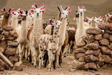 Lamas