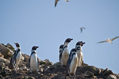 Paracas