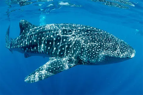 Baleine requin, Oslob