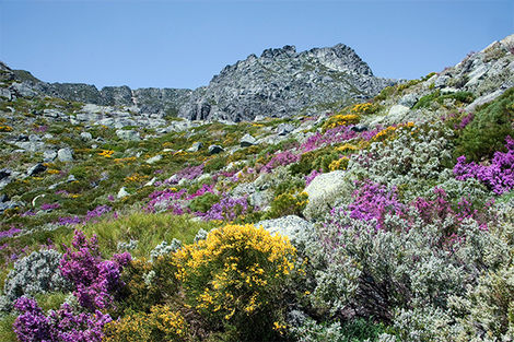 Serra da Estrela