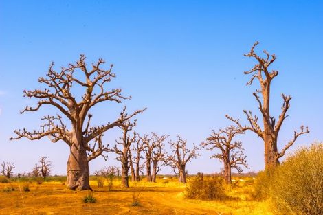 Baobab