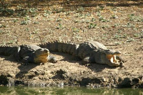 Crocodile de la réserve Niokolo Koba
