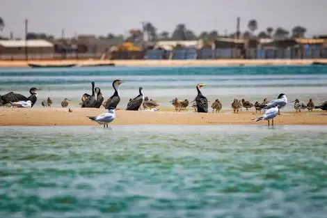 Circuit Sénégal, entre savane et plage du Framissima Palm Beach dakar Senegal