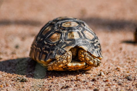 Village des Tortues