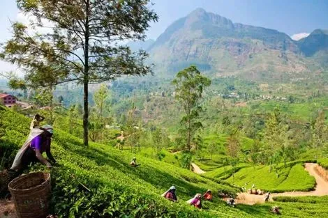 Cueillette de thé Nuwara Eliya