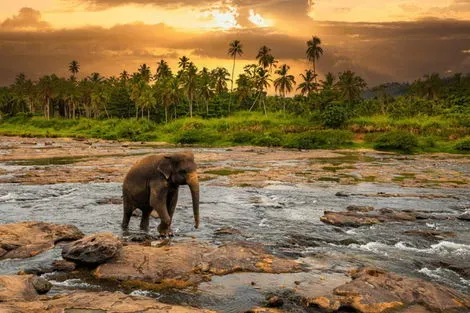Circuit Des Merveilles du Sri Lanka 3* à la plage de Beruwela 3*sup en Privatif colombo Sri Lanka