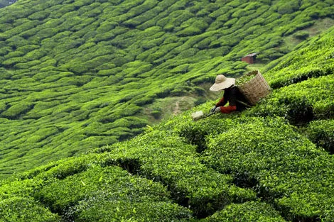 plantation thé