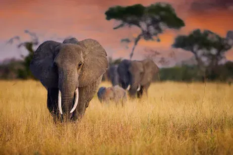 Circuit Safari Privatif - En Terre Sauvage kilimanjaro Tanzanie