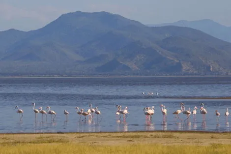 Circuit Des Charmes de la Savane à la Douceur de l'Île aux Epices en Privatif kilimanjaro Tanzanie