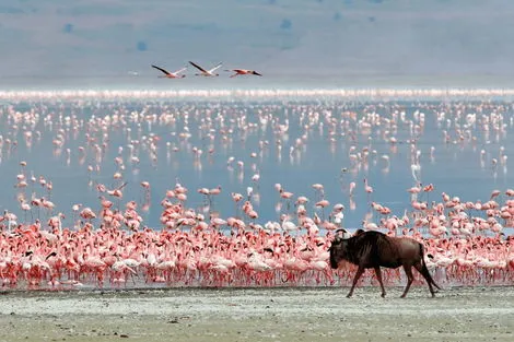 Circuit Merveilles des Grands Parcs et Saveurs Epicées de Zanzibar en Privatif kilimanjaro Tanzanie