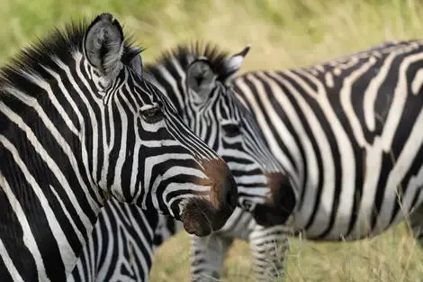 Circuit Coeur sauvage des parcs du nord tanzanien kilimanjaro Tanzanie