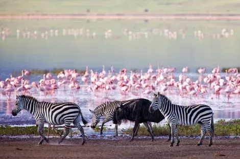 Combiné circuit et hôtel Kenya -Tanzanie & balnéaire à Zanzibar nairobi Tanzanie