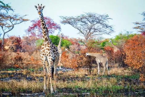 Circuit Séjour Kappa club Waridi 4* & Safari Selous 2 nuits zanzibar Tanzanie