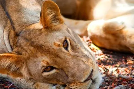 Selous