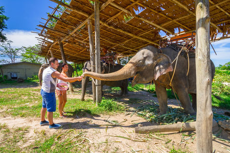 Éléphant