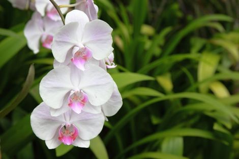 Orchidées