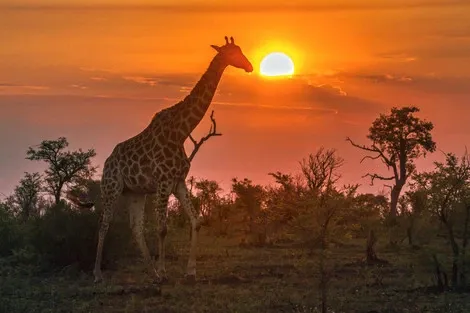 Combiné circuit et hôtel Bella Vista Resort 4* avec 2 nuits au Parc de Selous kizimkazi_dimbani Zanzibar