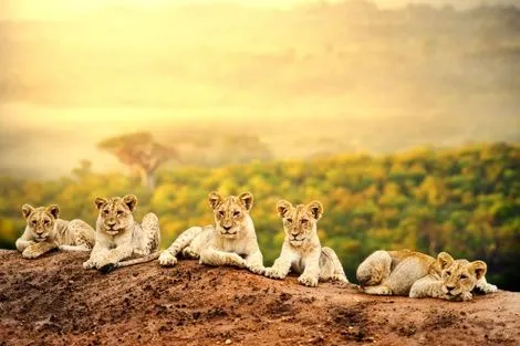 Lions